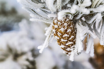 Close-up of heavily frosted pine cone and frosted needles; Calgary, Alberta, Canada