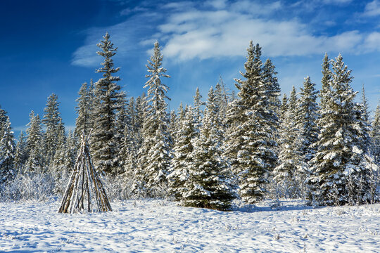 Snow-covered trees with wooden teepee in a snow-covered meadow with blue sky and clouds; Calgary, Alberta, Canada