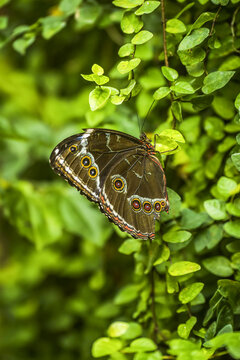 Achilles morpho butterfly on bush in shade; Iguazu Falls, Parana, Brazil