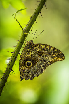 Achilles morpho butterfly on thorny green stem; Iguazu Falls, Parana, Brazil
