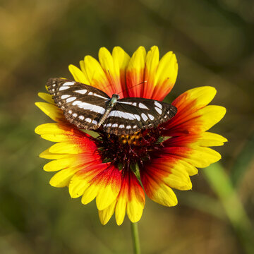 Butterfly on red and yellow flower; Dharpatha Mal, Madhya Pradesh, India