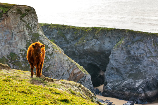 Lone cow standing on rocky shoreline with rugged cliffs; Cornwall County, England