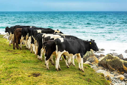 Cattle stand in a row along a ridge overlooking a rocky beach below and blue sky; Cornwall County, England