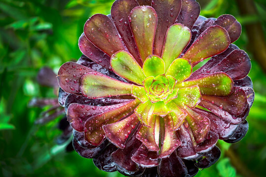 Close up of a succulent flower with water droplets; Cornwall County, England