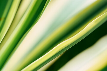 Natural Texture Background green and yellow yuka closeup