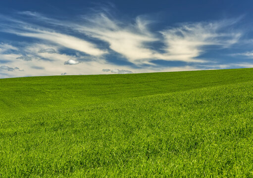 Green grain field with wispy white clouds and blue sky; East of Calgary, Alberta, Canada