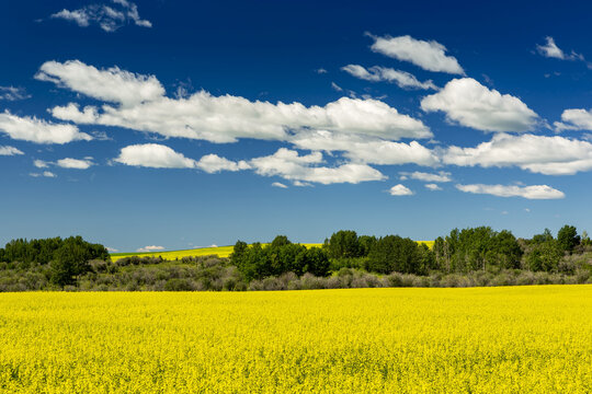Flowering canola field bordered by a treed area with blue sky and white, puffy clouds; East of Calgary, Alberta, Canada