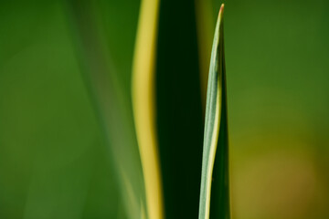 Natural Texture Background green and yellow yuka closeup