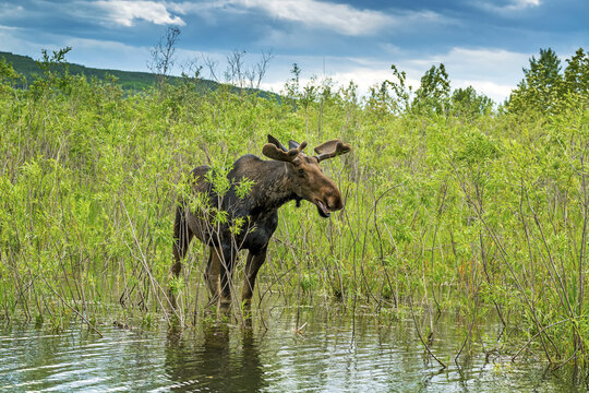 A male moose (Alces alces) feeding on willows reflecting in a swampy area with clouds and blue sky in the distance; Calgary, Alberta, Canada