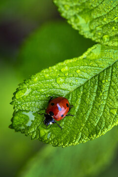 Close up of a ladybug on a green leaf with water droplets; Calgary, Alberta, Canada