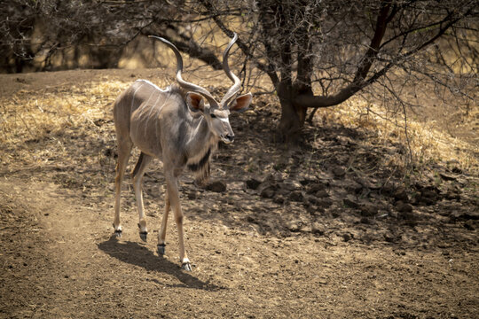 Male greater kudu (Tragelaphus strepsiceros) walks down past tree; Otavi, Otjozondjupa, Namibia