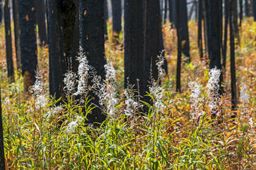 Fireweed plants with seed pods backlit amongst burned tree trunks, Waterton Lakes National Park; Waterton, Alberta, Canada
