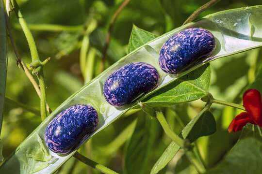 Close-up detail of scarlet runner beans (Phaseolus coccineus) inside their pod growing on the vine, Calgary; Alberta, Canada