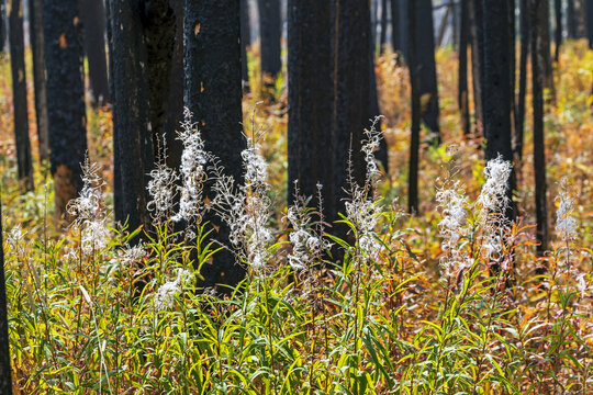 Fireweed plants with seed pods backlit amongst burned tree trunks, Waterton Lakes National Park; Waterton, Alberta, Canada