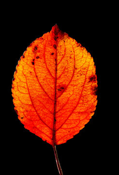 Close up of a red leaf backlit against a black background; Studio