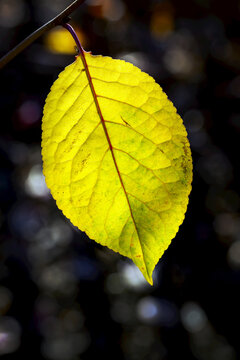 Close up of golden glowing leaf in the fall; Calgary, Alberta, Canada