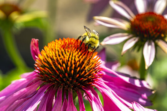 Extreme close-up of a bee on an Echinacea flower; Calgary, Alberta, Canada