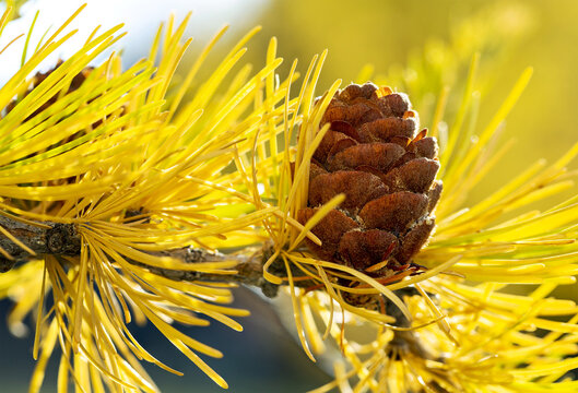 Close up of larch cone with bright yellow needles in the fall season; Calgary, Alberta, Canad