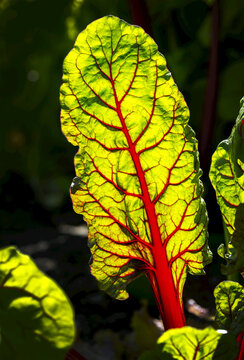 Close-up of a backlit swiss chard leaf (Beta vulgaris subsp. vulgaris) with vivid red veins; Calgary, Alberta, Canada