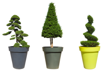 Arbustes taille nuage, spirale et cône