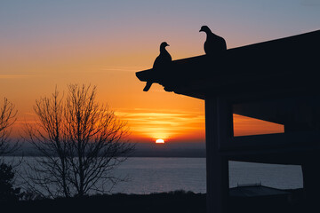 Two pigeons in silhouette on a gazebo roof as the sun goes down on the horizon. There is a bay of...
