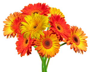 Bouquet de gerbera orange et jaune	
