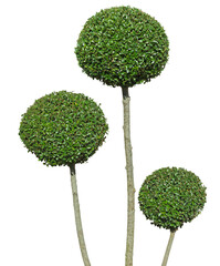 Buxus taill&eacute; en boule sur tiges	