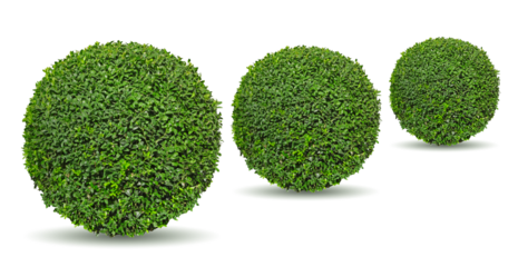 Buxus taillé en boule	