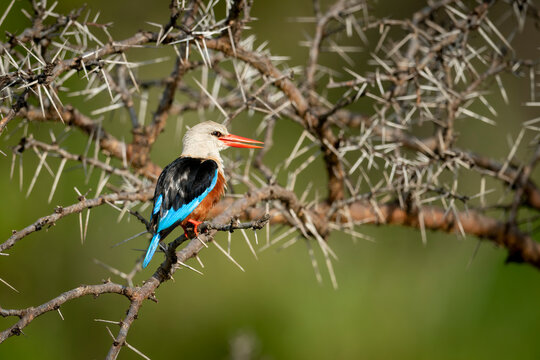 Grey-headed kingfisher (Halcyon leucocephala) with open beak facing right; Narok, Masai Mara, Kenya