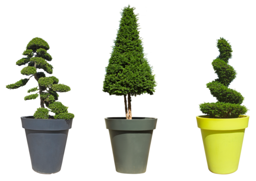 Arbustes taille nuage, spirale et cône