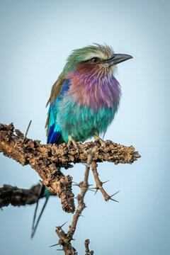 Lilac-breasted roller (Coracias caudatus) with catchlight perches in thornbush; Narok, Masai Mara, Kenya