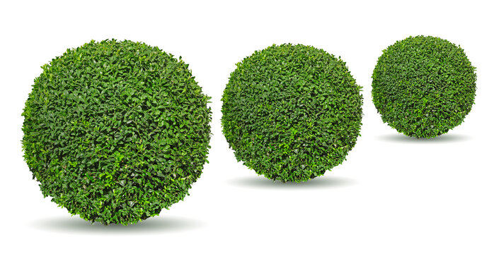Buxus taill&eacute; en boule	