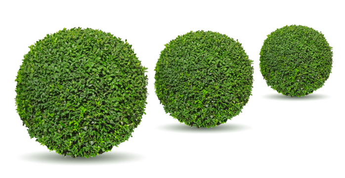 Buxus taillé en boule	