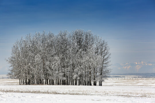 A grouping of heavily frosted trees in a snow-covered field with mountains in the distance, West of Calgary; Alberta, Canada