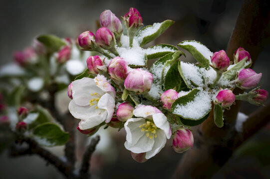 Close up of a cluster of early apple blossoms (Malus domestica) slightly covered in snow; Alberta, Canada