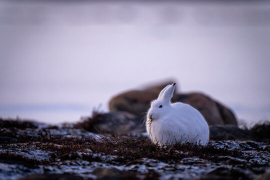 Arctic hare (Lepus arcticus) feeding among rocks faces camera; Arviat, Nunavut, Canada