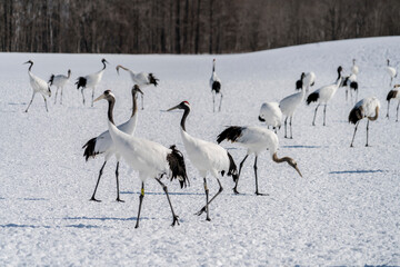 Japanese cranes at the Tsurui-Ito Tancho Sancturary on Hokkaido, Japan