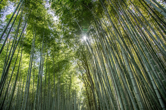 Bamboo trees in Kyoto’s Sagano Forest Grove, Kyoto, Japan
