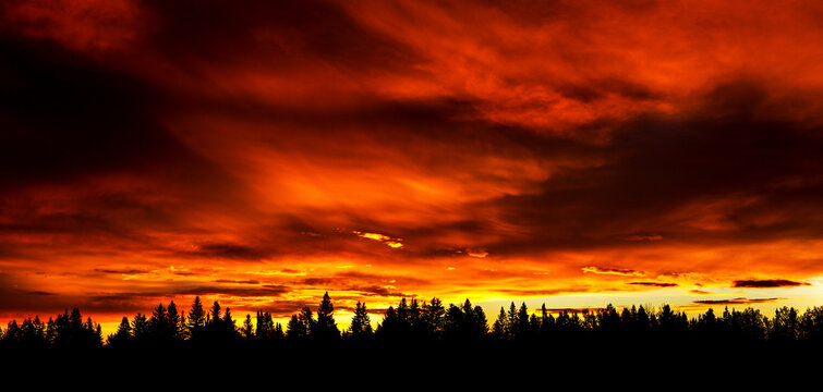 Dramatic colourful sky with a row silhouetted trees in the foreground; Calgary, Alberta, Canada