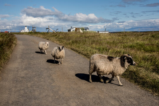 Sheep walking on dirt road on Flatey Island located in Brei&eth;afj&ouml;r&eth;ur, Western Islands, Iceland