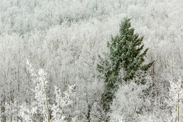 Frosted evergreen tree amongst a hillside of frosted deciduous trees; Calgary, Alberta, Canada