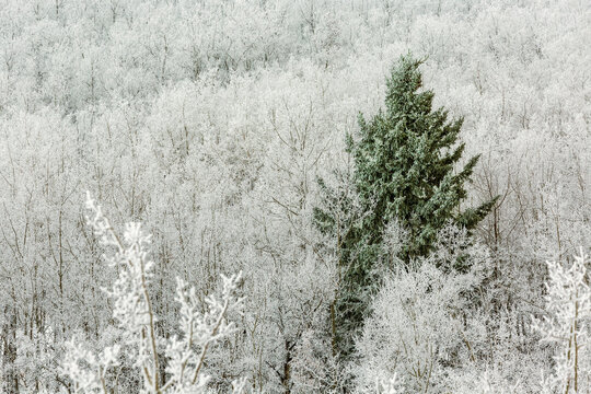 Frosted evergreen tree amongst a hillside of frosted deciduous trees; Calgary, Alberta, Canada