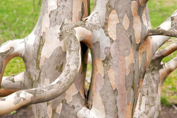 Pealing bark on a sycamore tree trunk.; Jamaica Plain, Massachusetts.