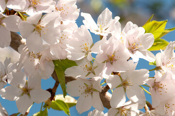 Close up of cherry blossoms, Prunus species, in springtime.; Providence, Rhode Island.