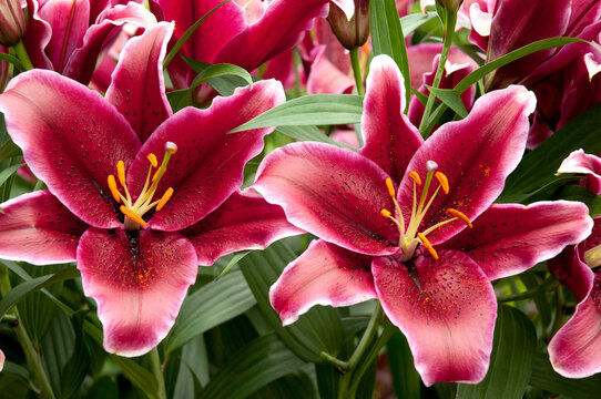 Large red lily flowers.; Longwood Gardens, Pennsylvania.