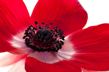 Close up of a red anemone flower.; Arlington, Massachusetts.