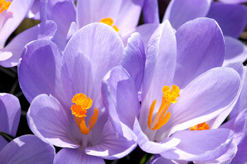 Close up of purple crocus flowers with orange pistil and stamens.; Arlington, Massachusetts.