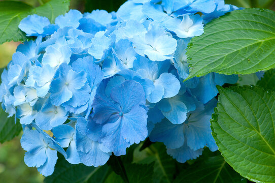 Close up of blue mophead hydrangea flowers, Hydrangea macrophylla.; Brewster, Cape Cod, Massachusetts.