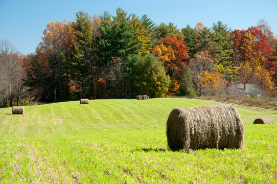 Bales of hay in a field and a forest in autumn colors.; Virginia.