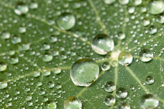 Water drops on a nasturtium leaf.; Wellesley, Massachusetts.